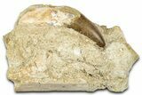 Primitive Whale (Basilosaurid) Tooth & Jaw Section- Morocco #331095-1